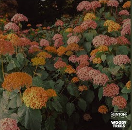 Ginton-ft-1da-Banton-One-Millie-Naijaloaded